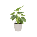 aqua care 9cm transparente